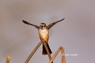 Flycatcher;One;Pyrocephalus-rubinus;Vermilion-Flycatcher;avifauna;bird;birds;bug